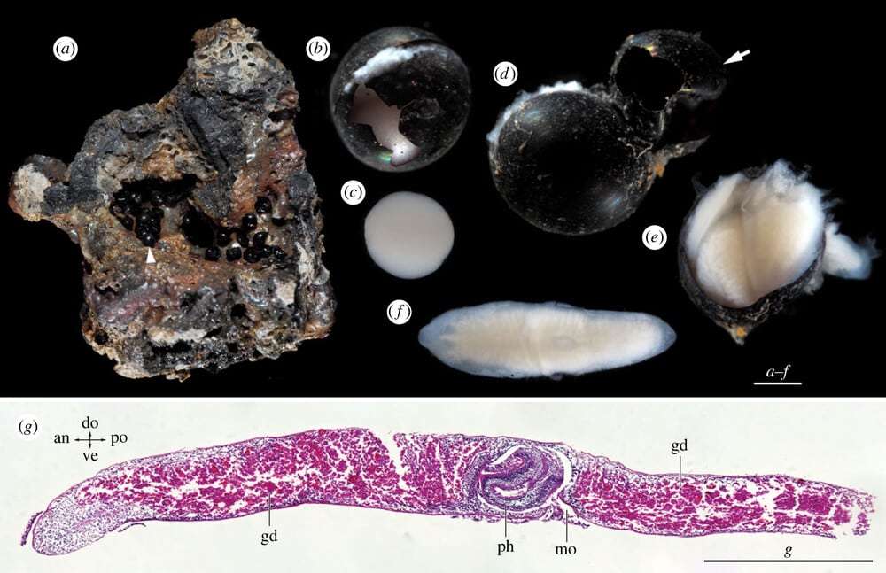 Newly-recovered-flatworm-eggs-and-juvenile-specimens-bb675fc0ed9f940adba737c19898e2a6.jpg
