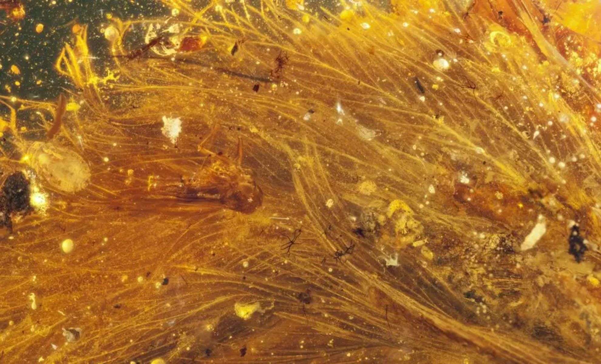 The-dinosaurs-feathers-are-remarkably-well-preserved-5f9a531bfe5348902ffaeb362e3c97b3.jpg