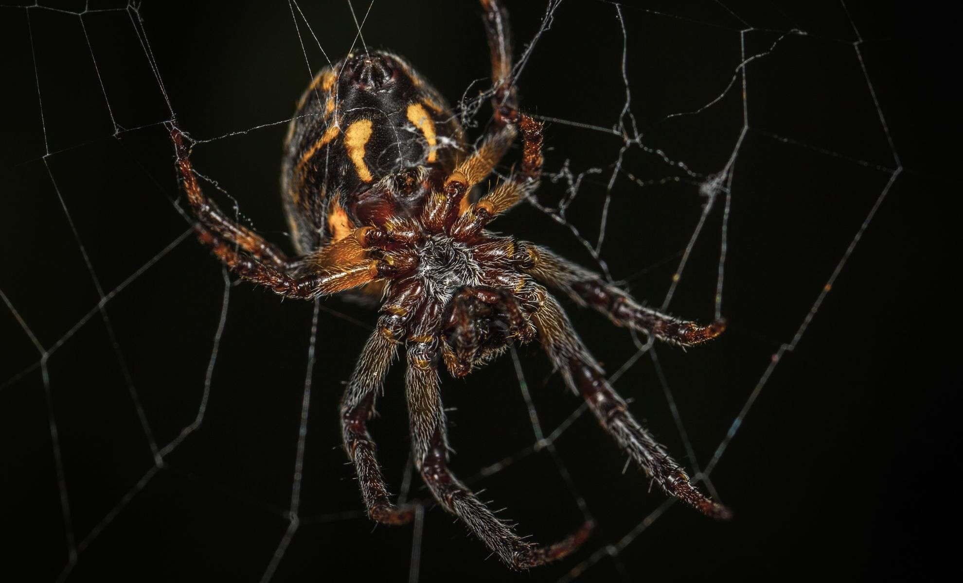 Unique Spider Species Found in Thailand Exhibits Both Male and Female Traits 