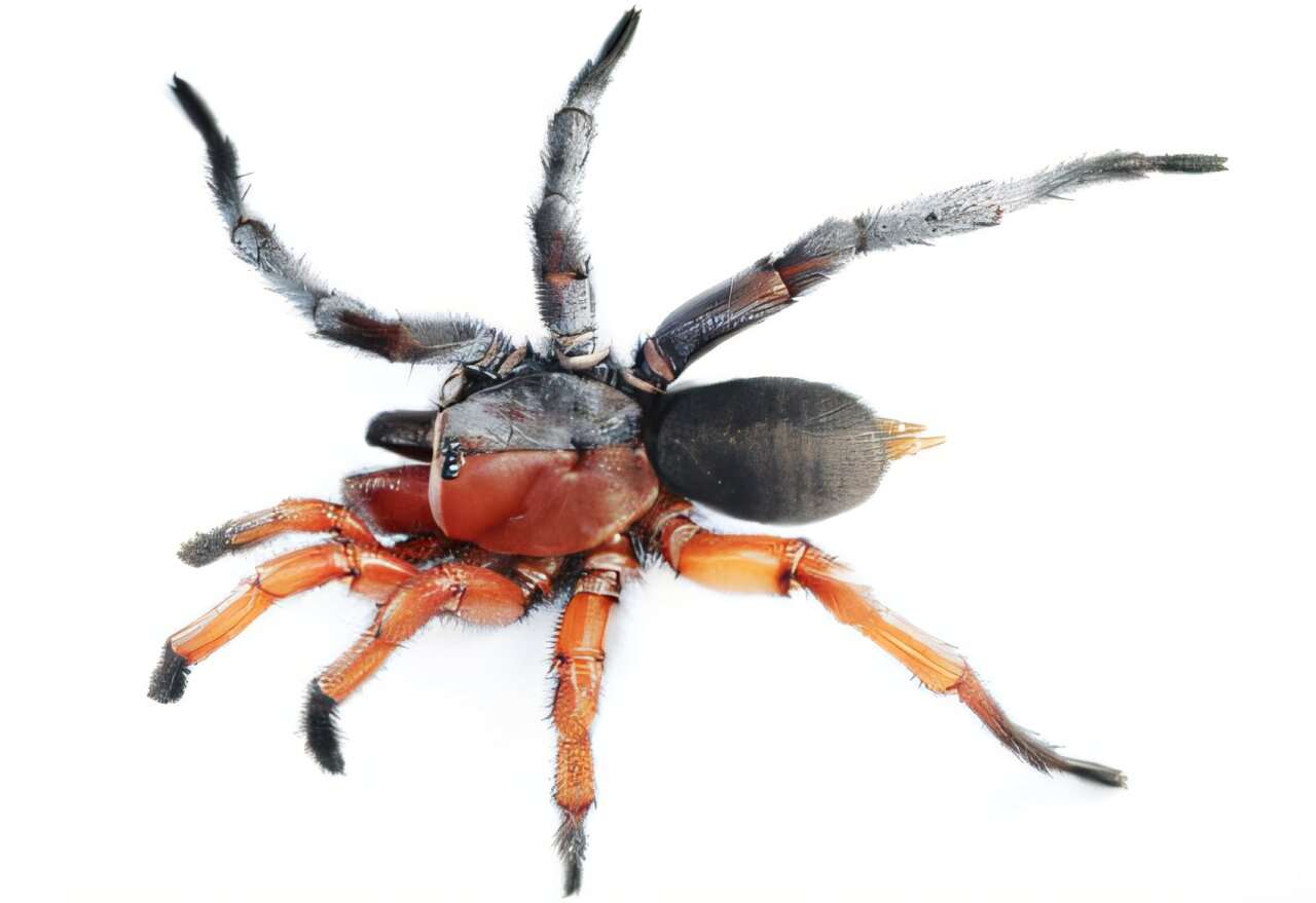 rare-intersex-spider-53262699e93552f098a73278910f9830.jpg