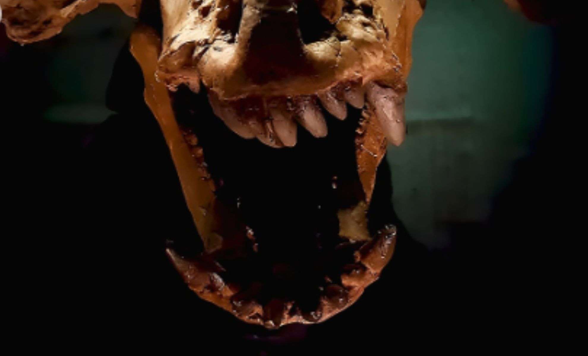Ancient Antlered Skull Discovered from Pre-Dinosaur Era 