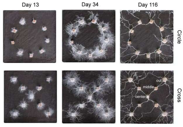 Fungal-mycelial-networks-connecting-wood-blocks-arranged-in-circle-left-and-cross-right-shapes-0b7a6e2ef7fbed74d6cf100e2c7a8f03.jpeg