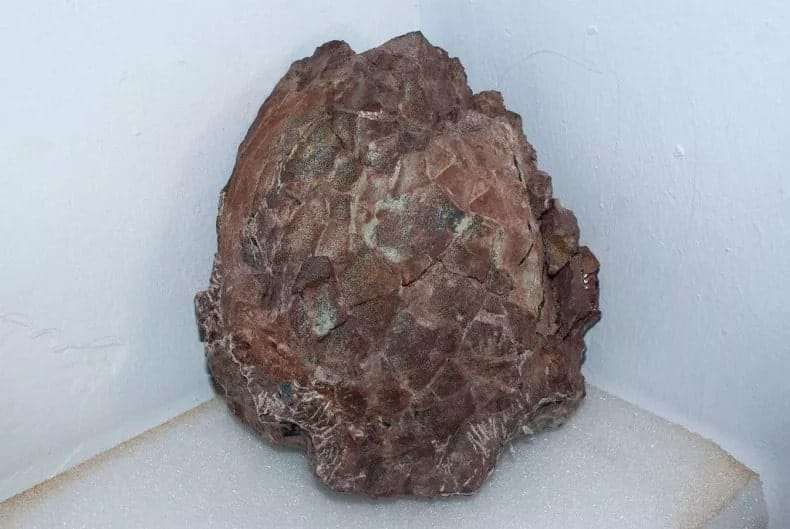 First-Titanosaur-egg-recovered-near-Huesca-northern-Spain-242e471fb4191af268c10c9e1364fad7.jpg