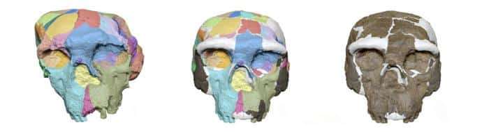 The-digital-reconstruction-of-the-Yunxian-2-skull-1e3672540bb9f98e5a2f628b1978e2ed.jpg
