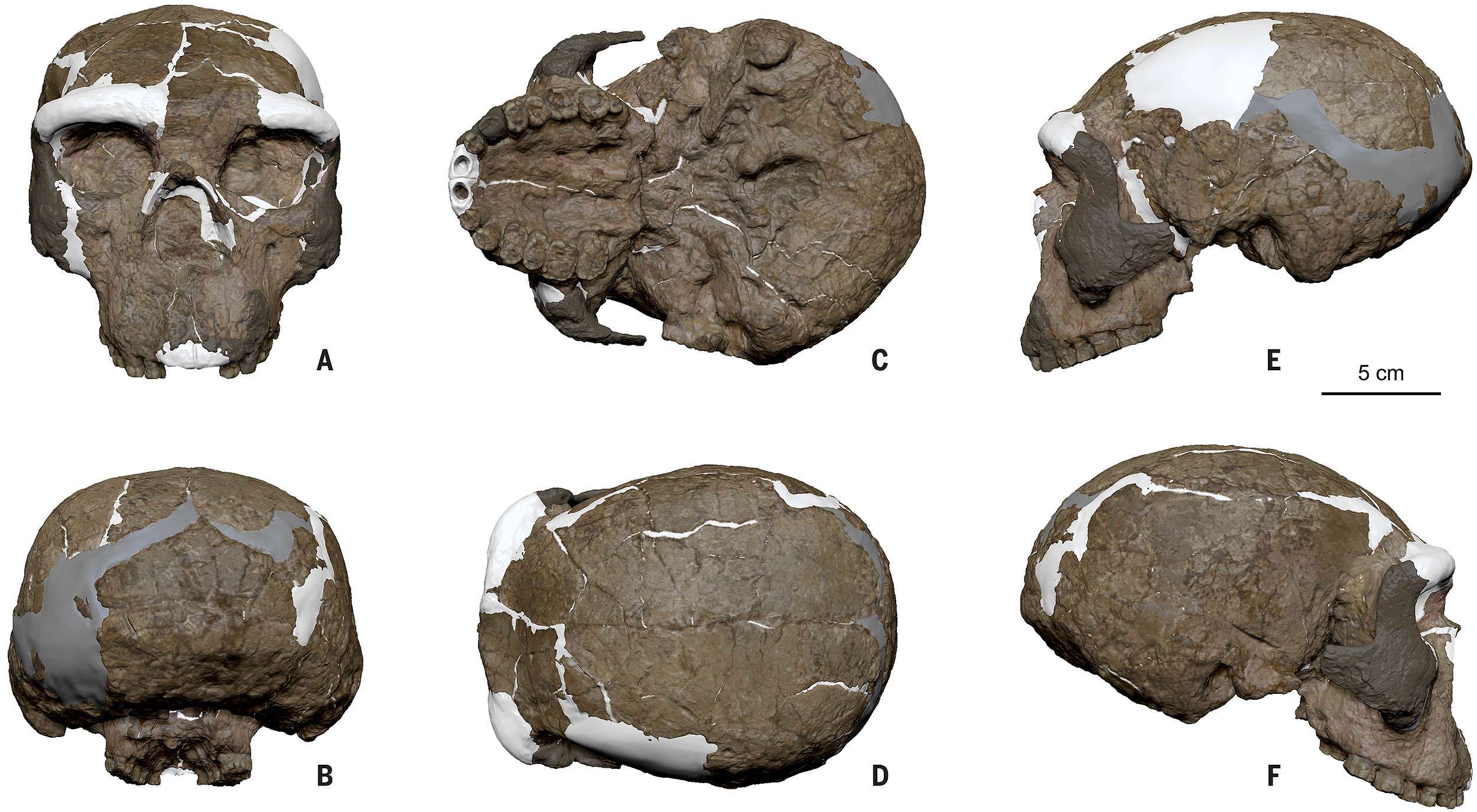 yunxian-2_cranium_homo-longi-origin_denisovans-0f43f2a144b501c49ef6a2ed0e626d17.jpg
