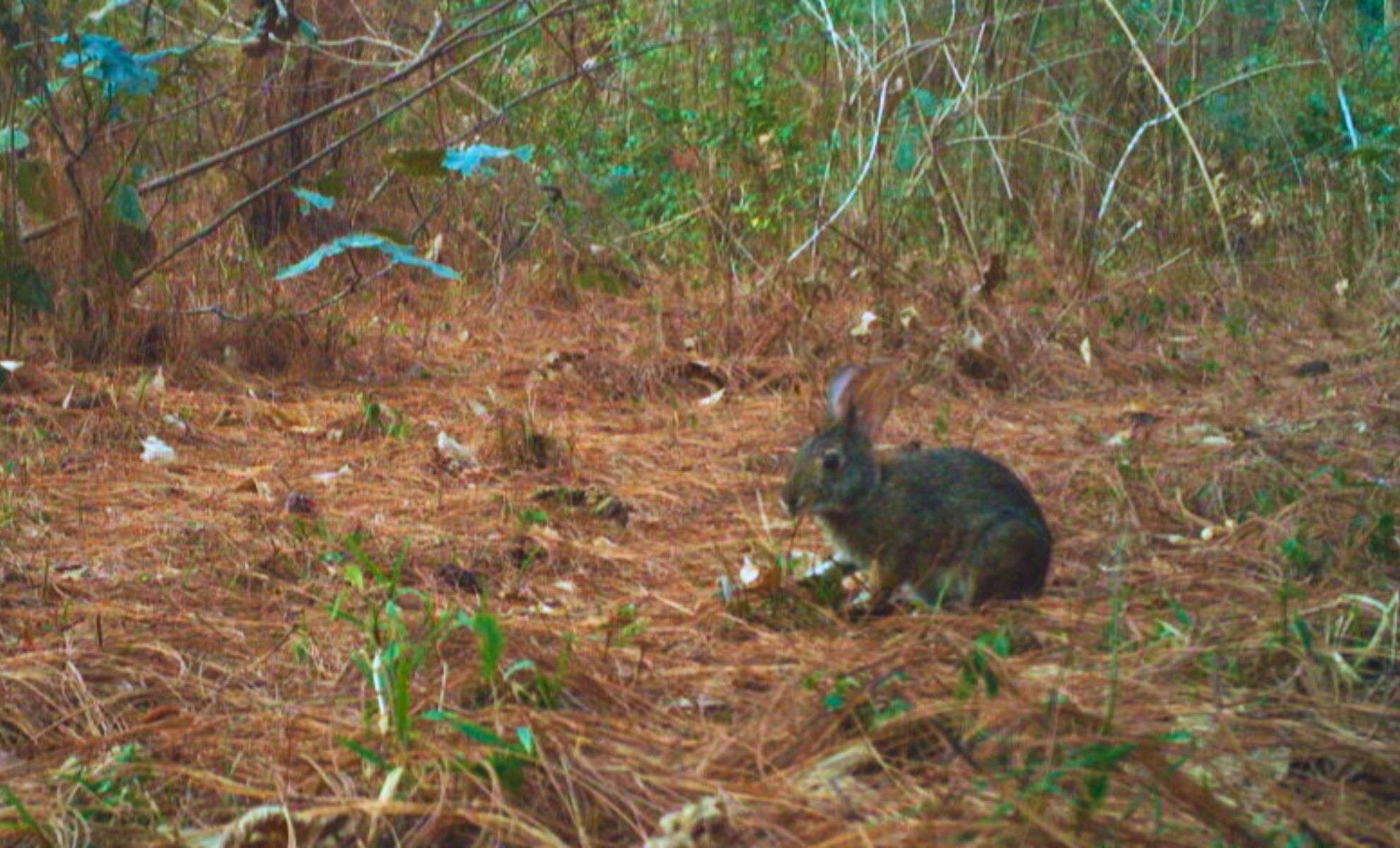 After 120 Years, the Elusive Omiltemi Cottontail Rabbit Reemerges in Mexico 