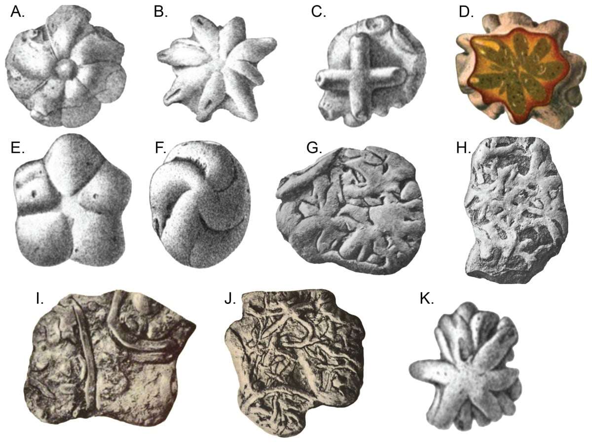 All-Brooksella-like-fossils-reclassified-under-one-name-2dcb0b654374aaf4c2f91a08159f4f60.jpg