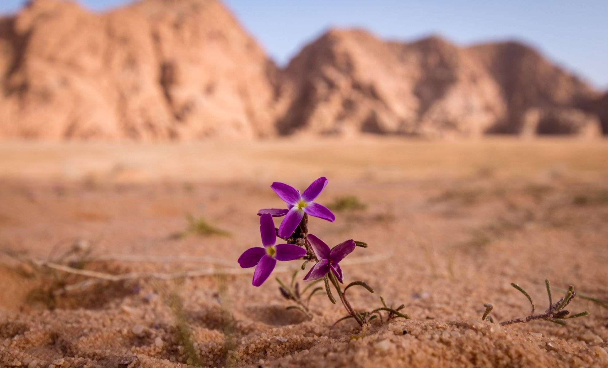 A Vibrant Floral Display Emerges in the World’s Driest Desert 