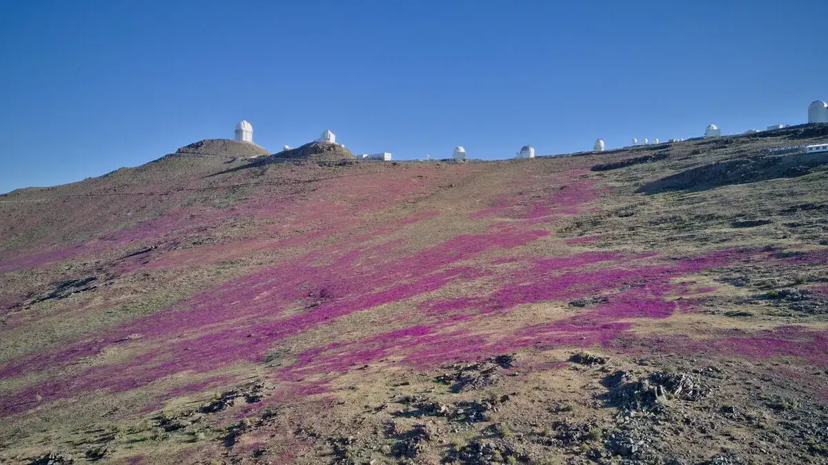 la-silla-observatory-superbloom-0d40cd9ed7b74d9fdb12a0b57392e31a.webp