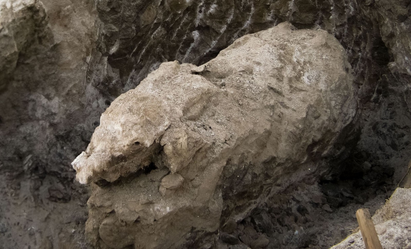 Frozen Baby Mammoth with Intact Face Discovered in Siberian Permafrost 
