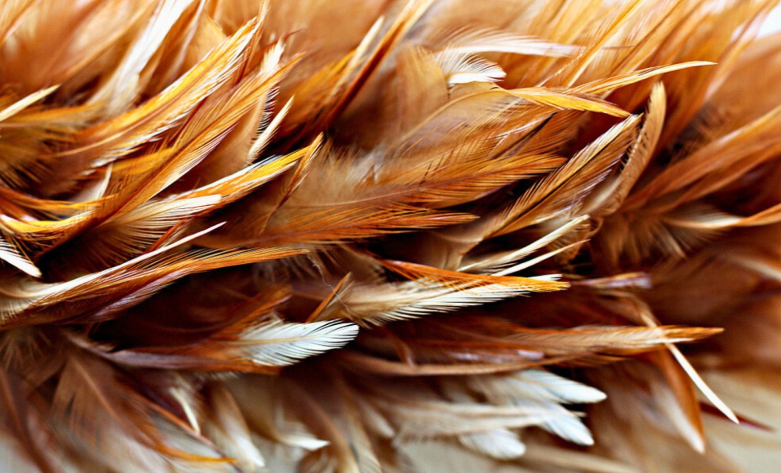 Harnessing Chicken Feathers: A New Frontier for Green Hydrogen Fuel Cells 