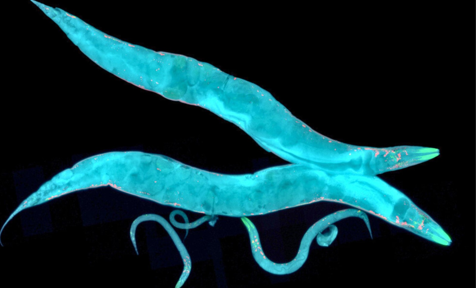 How a Tardigrade Protein Created a Resilient ‘Superworm’ with Enhanced Longevity and Radiation Resistance 