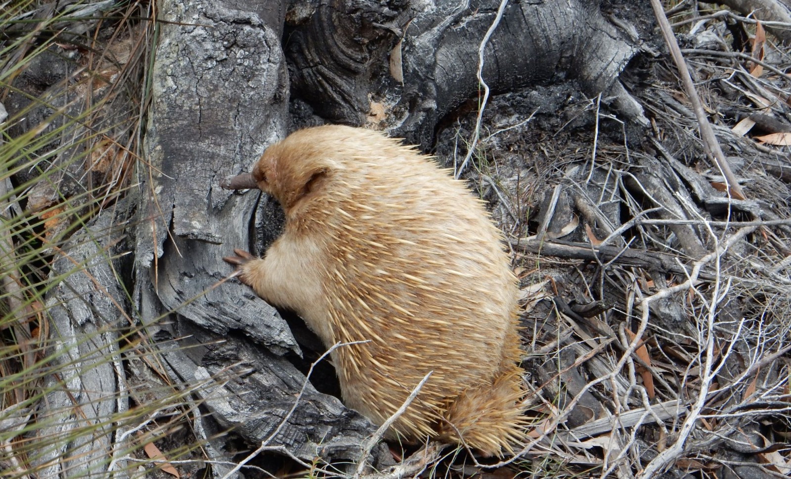 Spectacular Albino Echidna Discovery in Tasmania Stuns Nature Lovers 
