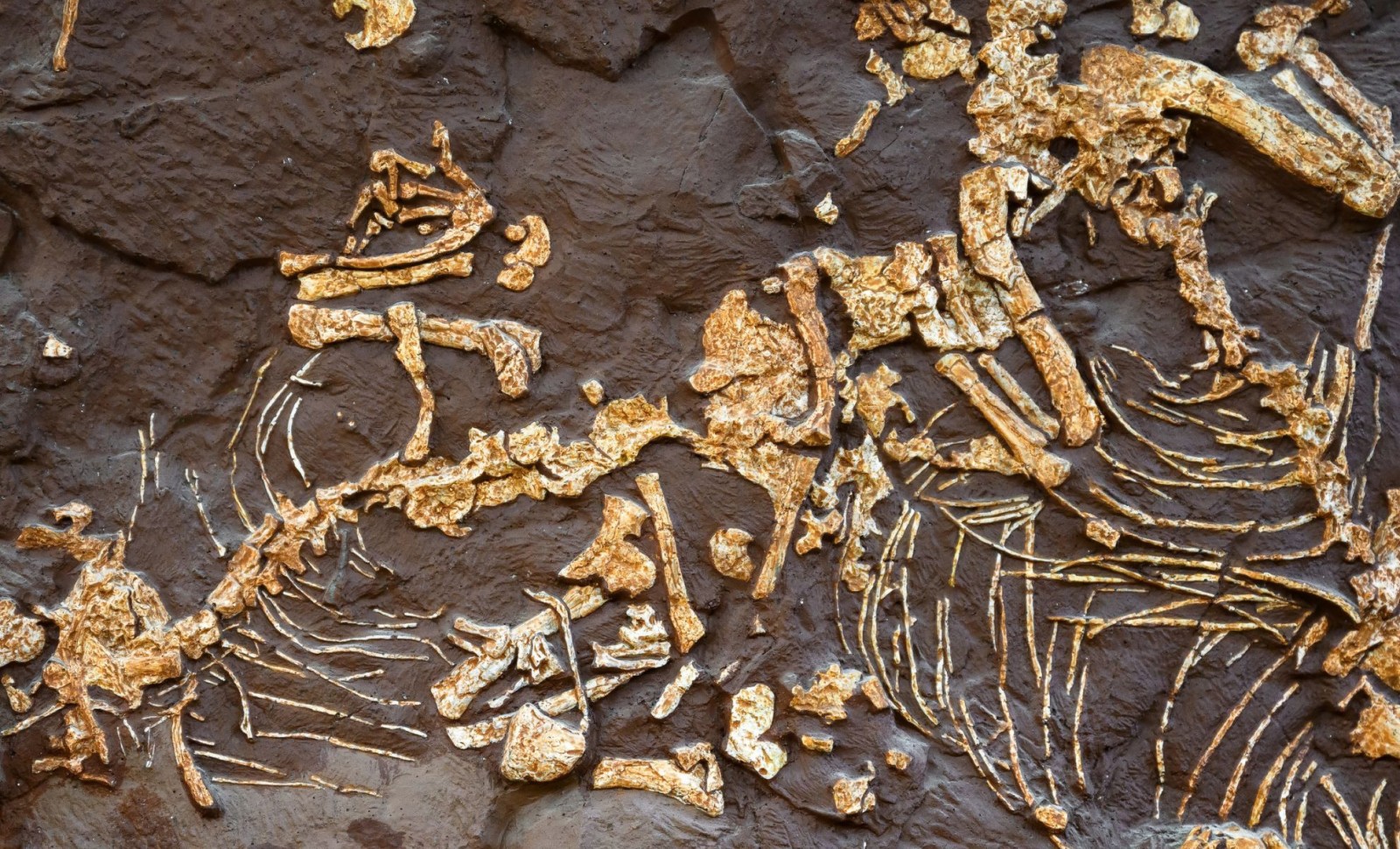 Newly Discovered Jurassic Dinosaur Sheds Light on Small Herbivores 