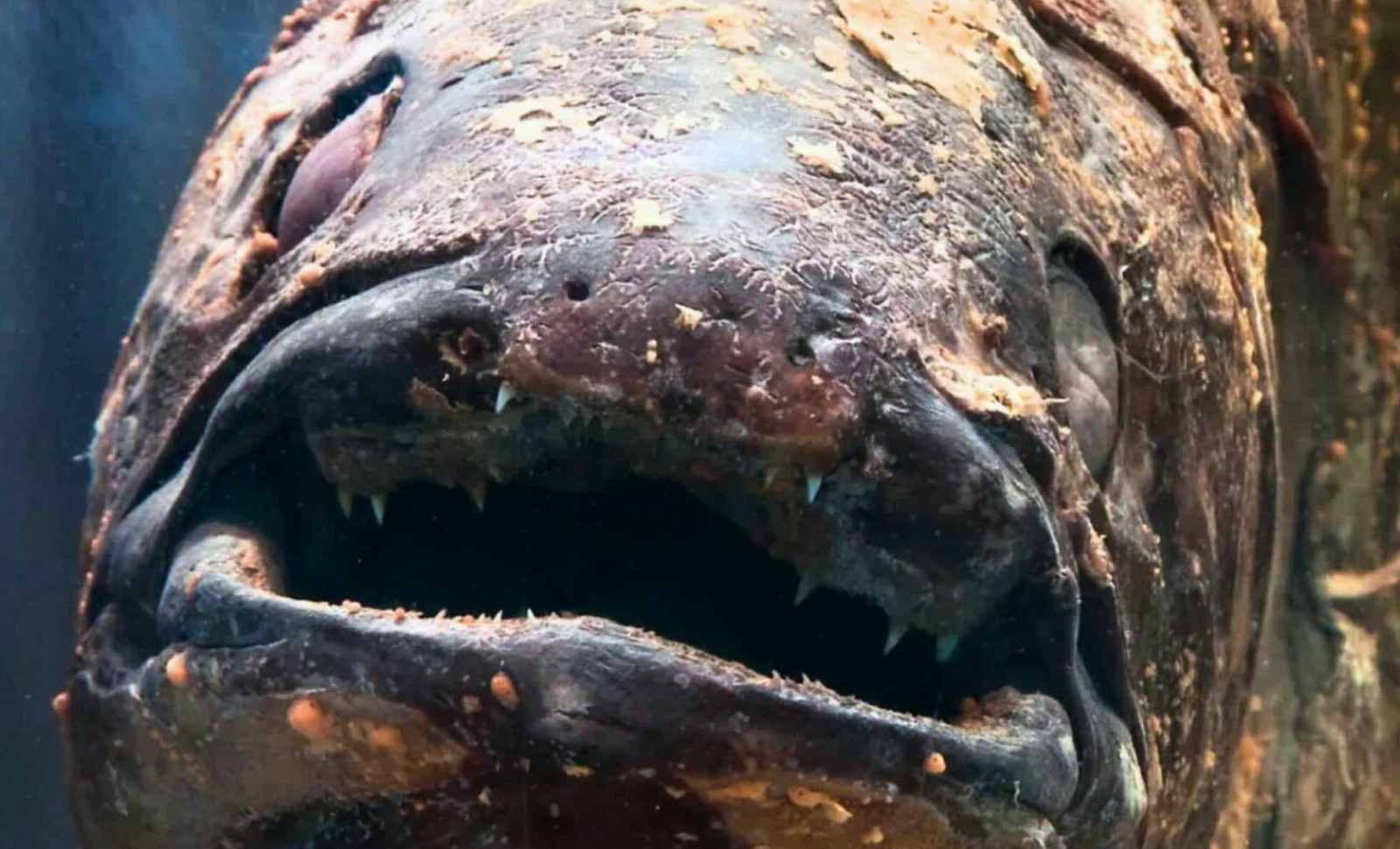 First-ever Live Footage Captures Prehistoric Sulawesi Coelacanth in Indonesian Depths 
