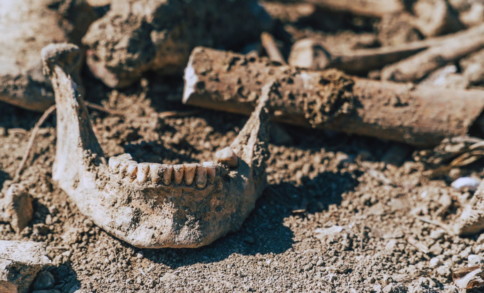 Ancient Spanish Fossil Suggests Humans Arrived in Europe Much Earlier Than Previously Believed 