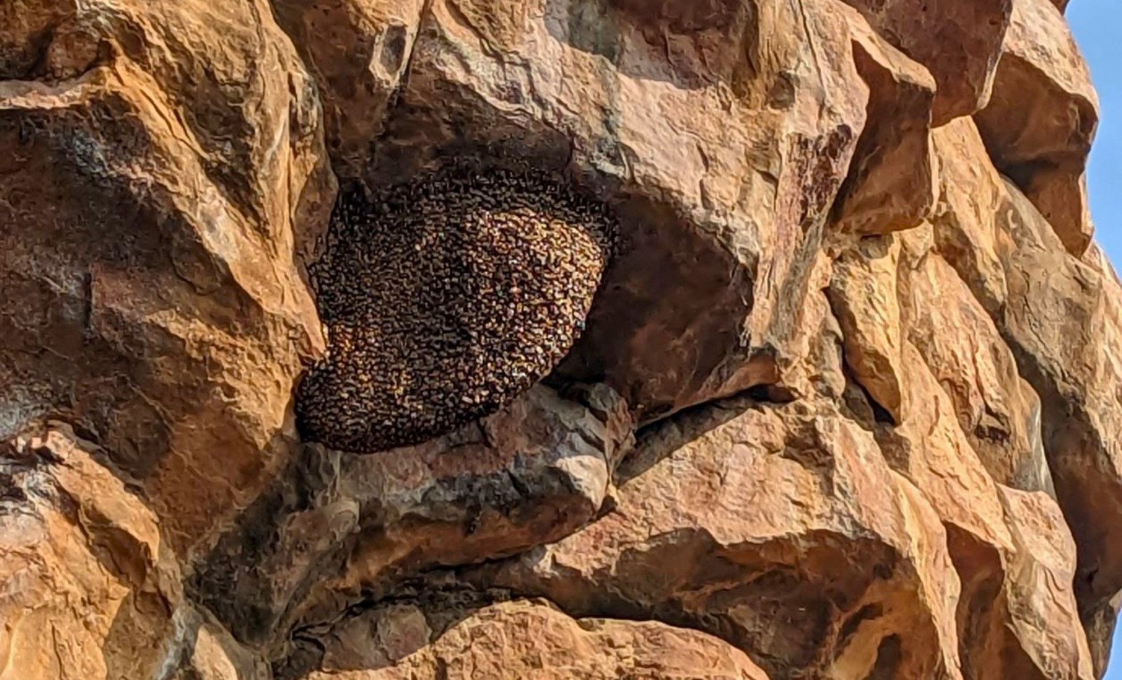 Scientists Uncover True Nature of ‘Fossil’ Found in Indian Rock Shelters 