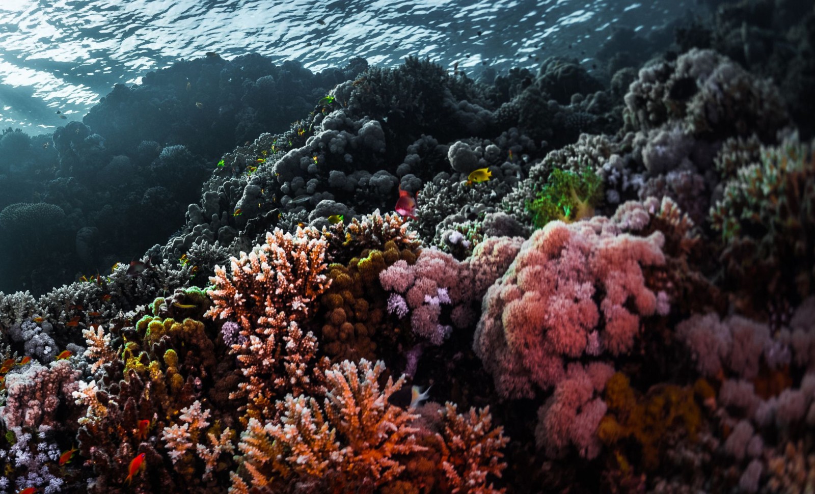 Sea Urchins Possess a Distributed Nervous System Across Their Entire Bodies 
