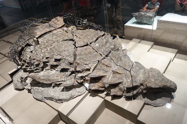 Early Ankylosaur with Unique Bone-Spike Armor May Have Originated Tail Clubs 