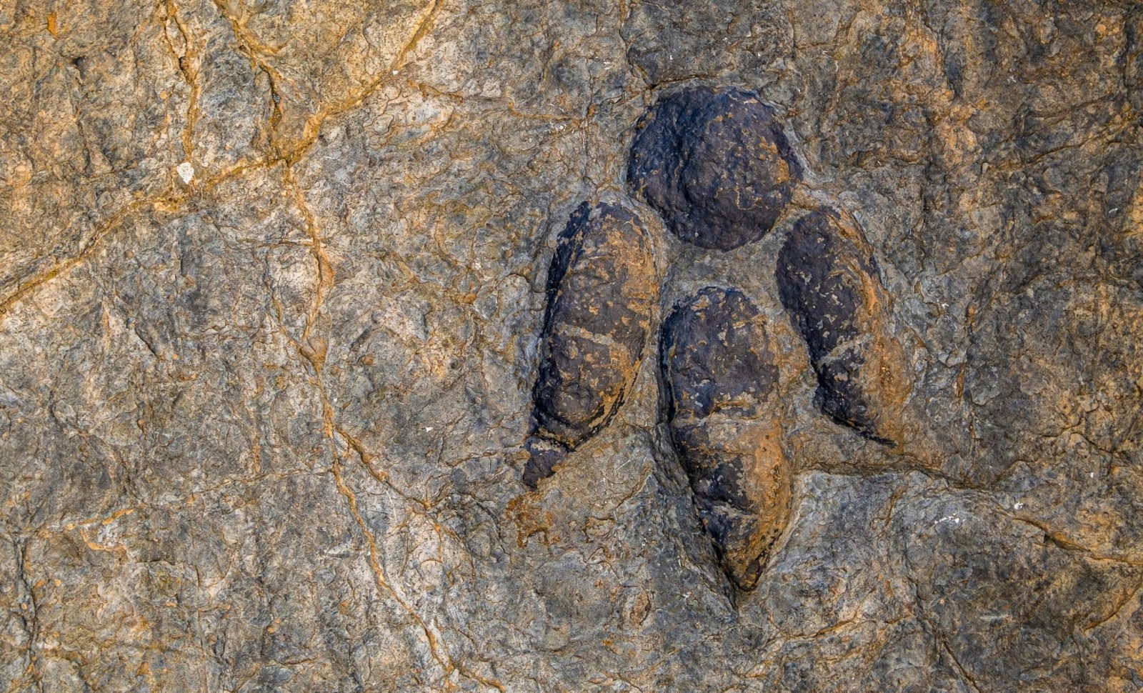 Century-Old Dinosaur Fossils Reveal a New Nine-Ton Hadrosaur Species 
