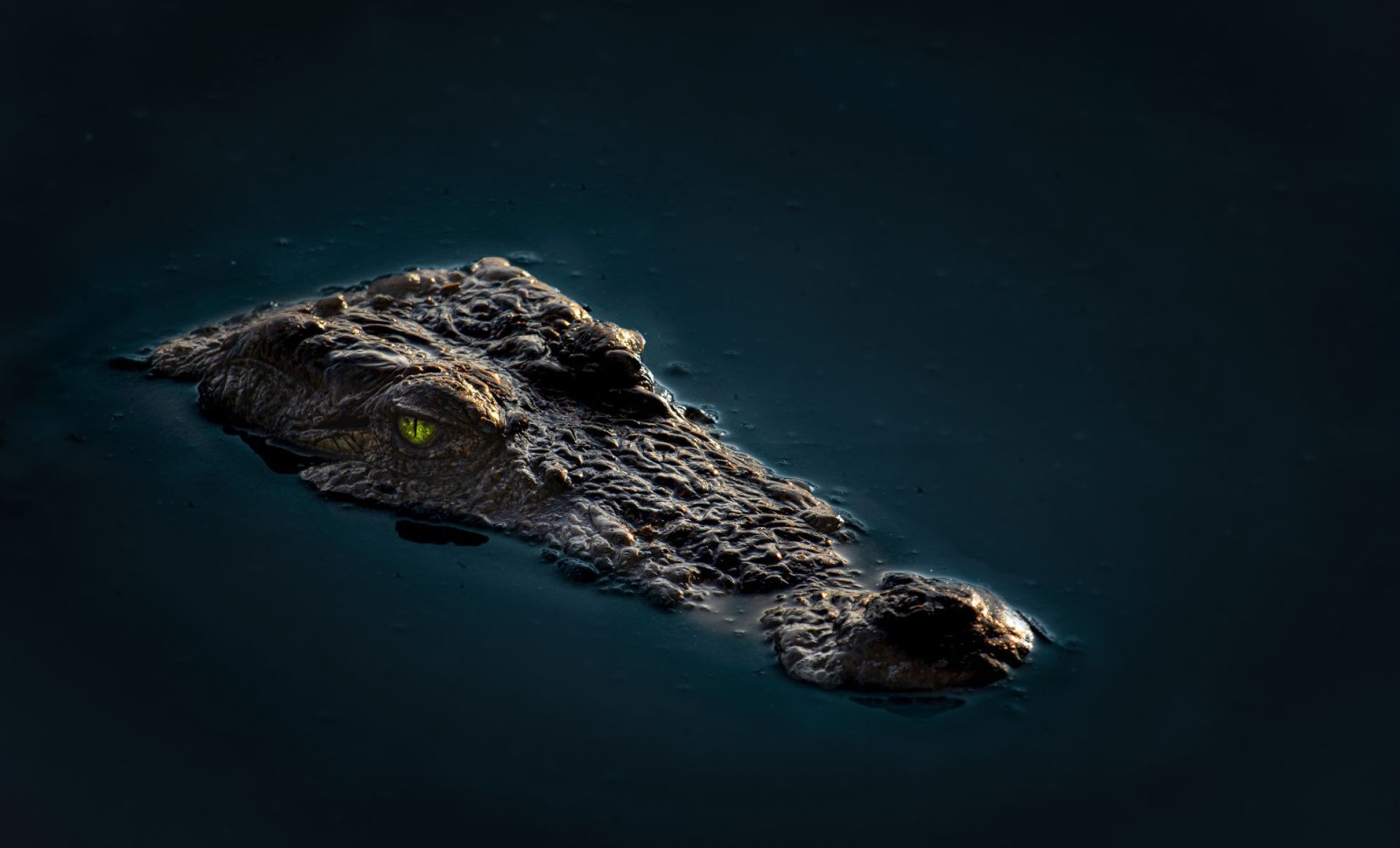 Scientists Unveil Australia’s Oldest Known Crocodile Eggs in Tiny Queensland Town 