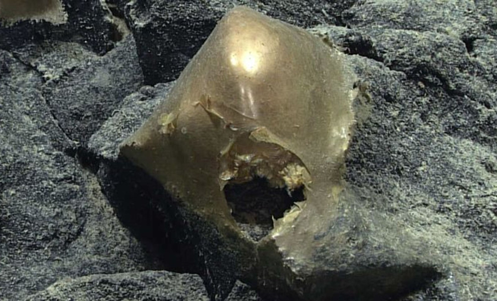 Enigmatic Golden Sphere Discovered in Alaska’s Deep Ocean: Scientists Ponder Its Nature 