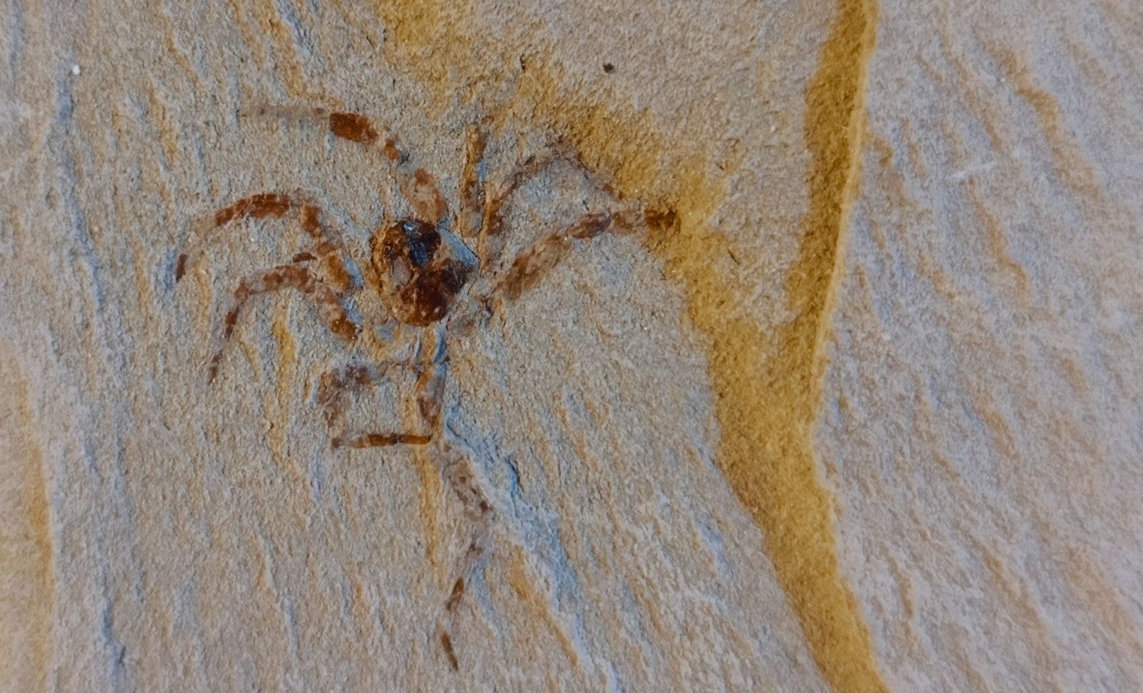 Remarkably Intact Jurassic Spider Fossil Discovered in China Reveals Ancient Secrets 
