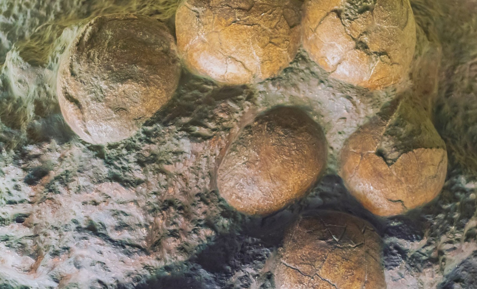 Unveiling 92 Dinosaur Nests in India Sheds Light on Titanosaur Reproduction 