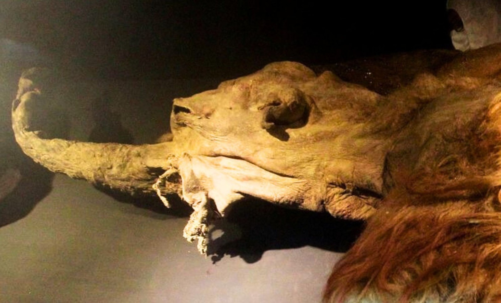 Ancient RNA from 40,000-Year-Old Mammoth Unlocks New Genetic Insights and Advances De-Extinction Science 