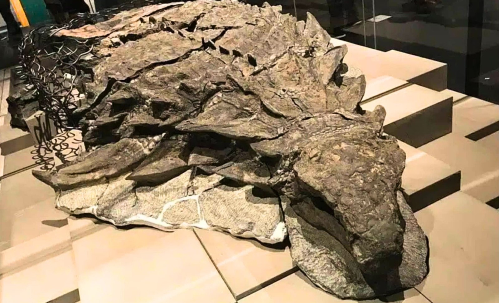 Remarkable 110-Million-Year-Old Dinosaur “Mummy” Discovered in Canada With Preserved Skin and Organs 