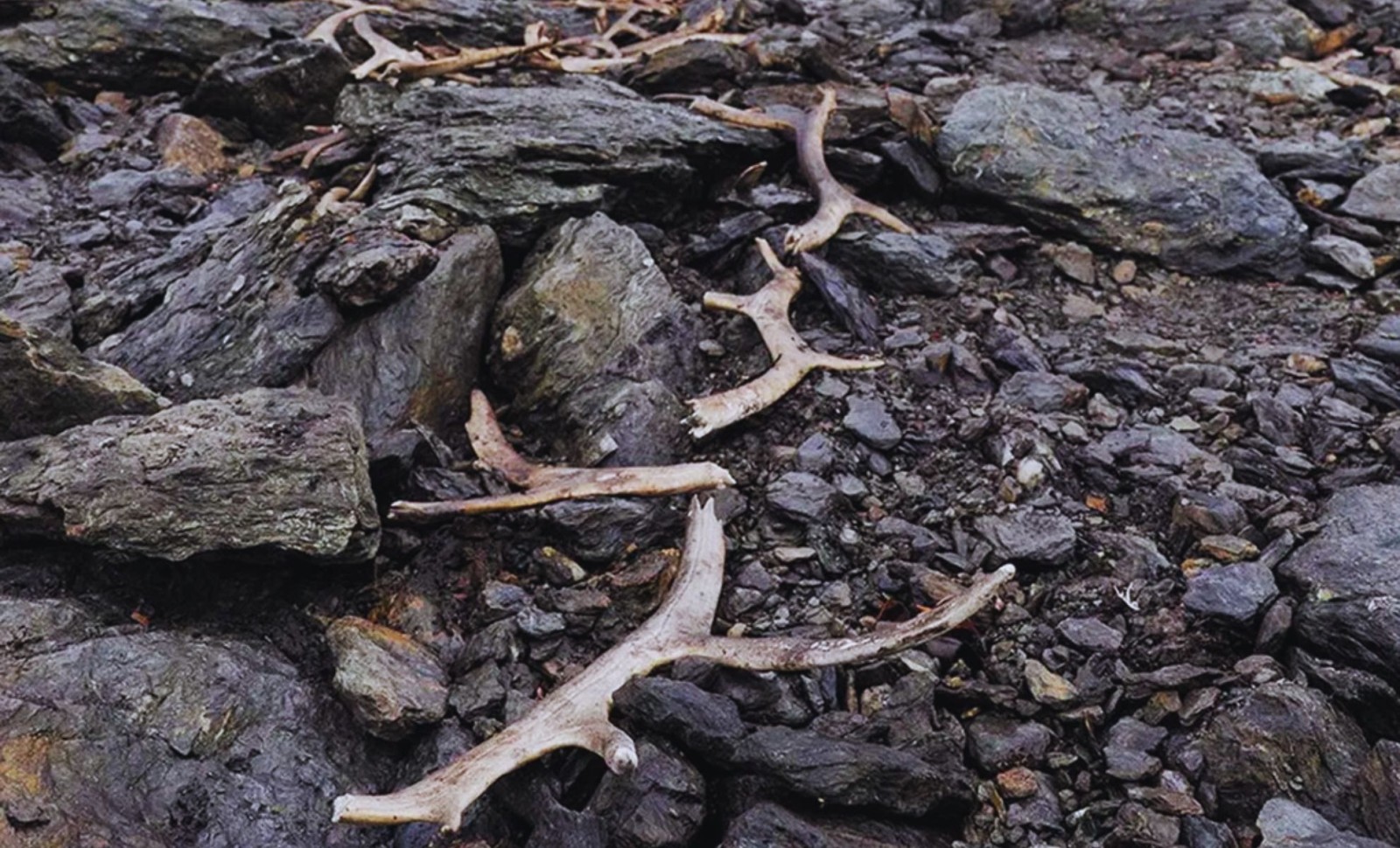 Ancient Reindeer Hunting Structure Revealed by Retreating Ice in Norway 