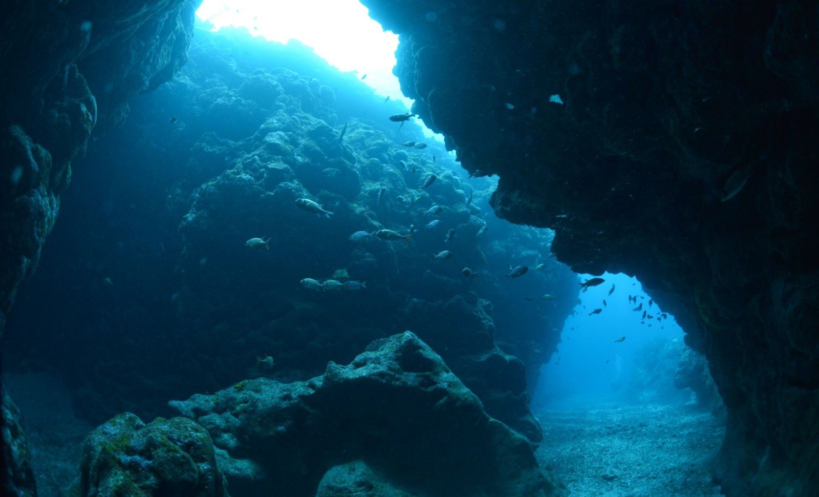 Remarkable Ice Age Fossils Discovered in Underwater Mexican Cave 