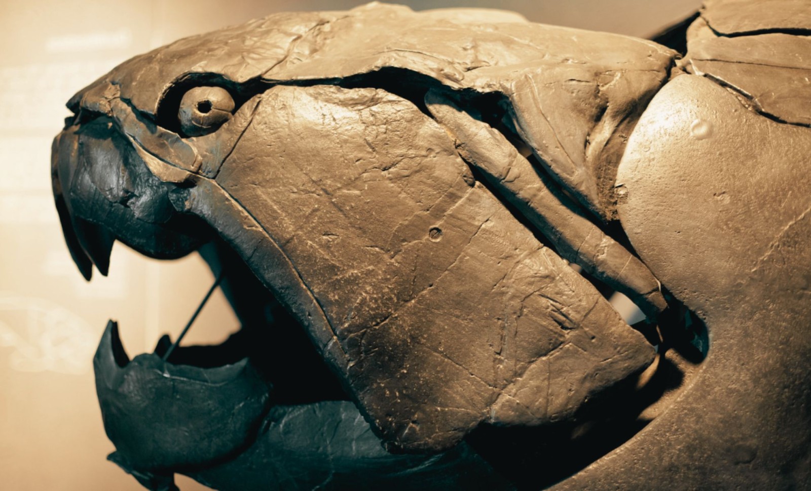 Uncovering Dunkleosteus: Cleveland’s Devonian Predator with Bone Blade Jaws 