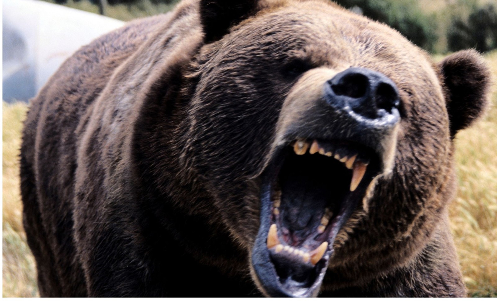 Discovering North America’s Enormous Short-Faced Bear: Twice the Size of Today’s Giants 