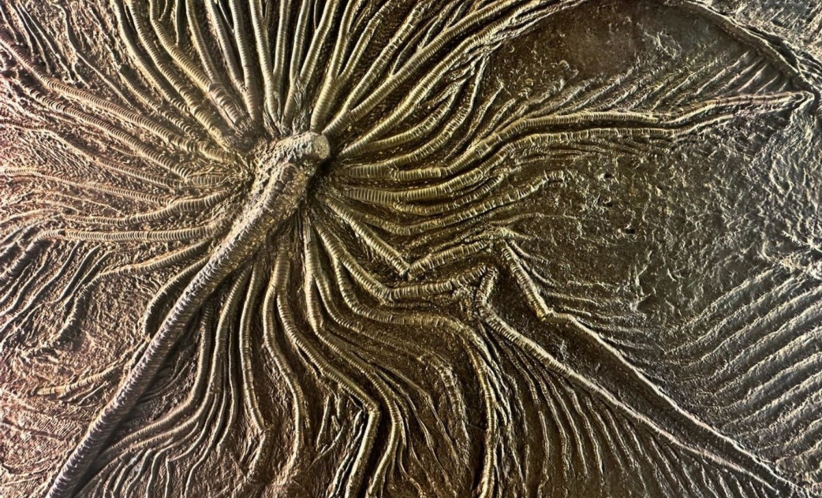 Ancient Fossil Sheds Light on Origins of Coffee and Potato Plants 