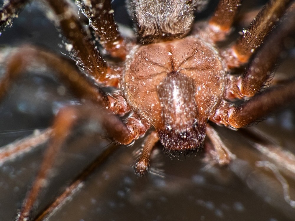 Inside a Kansas Home Filled with 2,000 Brown Recluse Spiders: Experts Reveal Unexpected Findings 