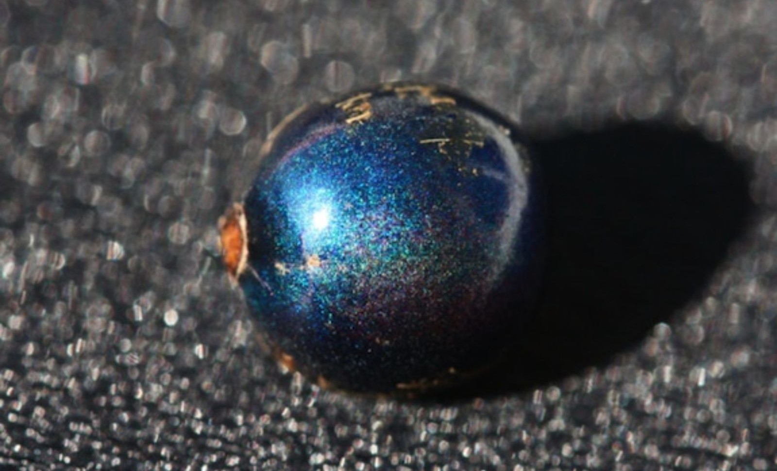 Discovering Nature’s True Blue: The Blue Quandong’s Optical Illusion 