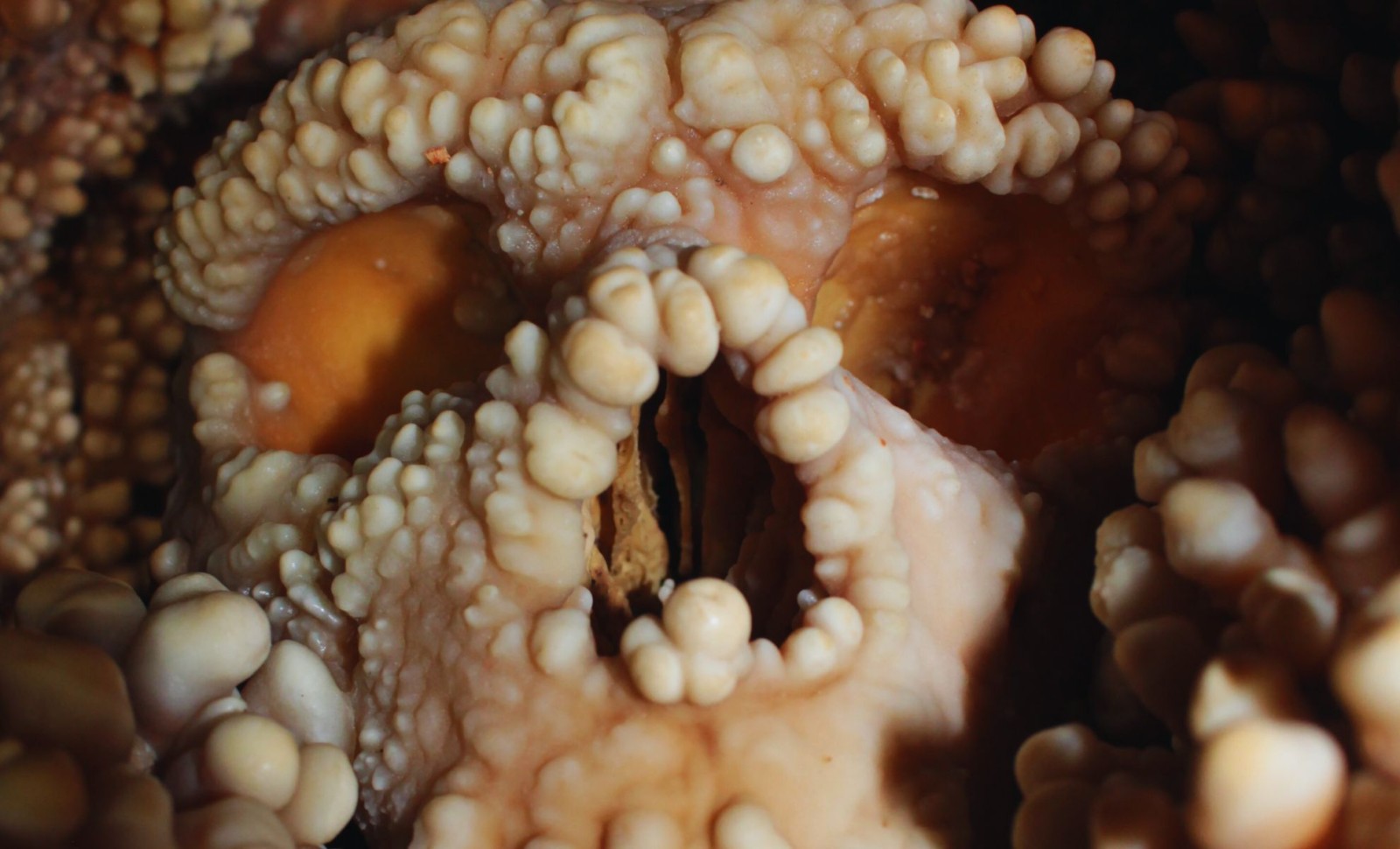 New Insights Challenge Long-Held Views on Neanderthal Nasal Anatomy 