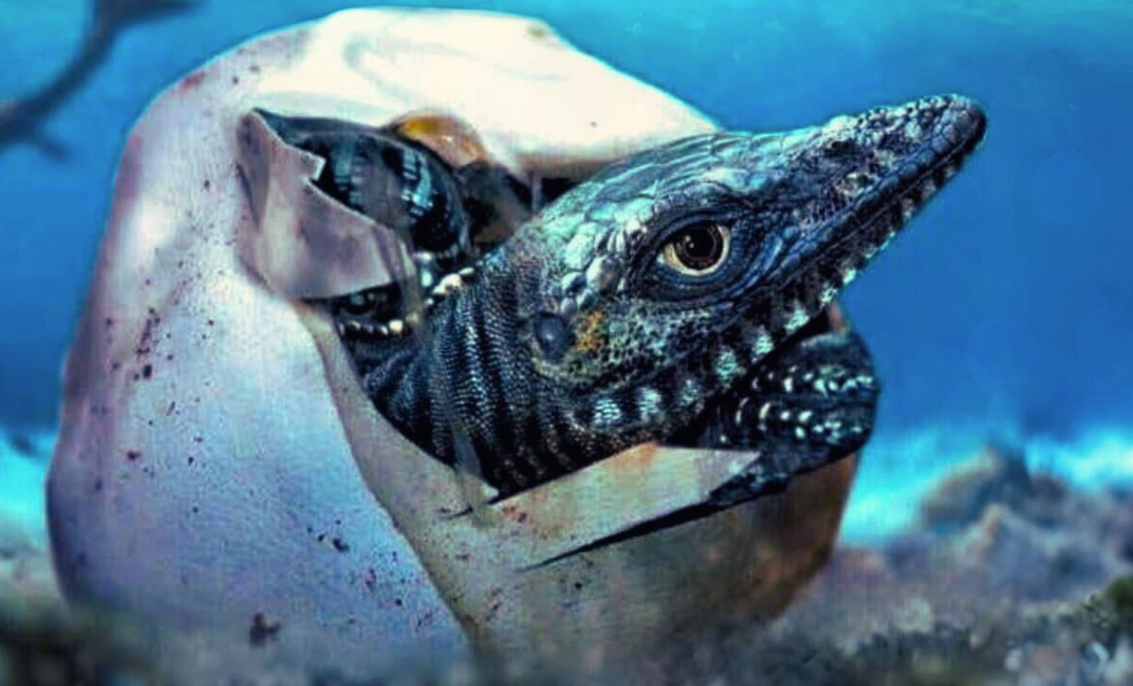 Antarctic Discovery of Giant Soft-Shelled Egg Challenges Ancient Marine Reptile Reproduction Theories 