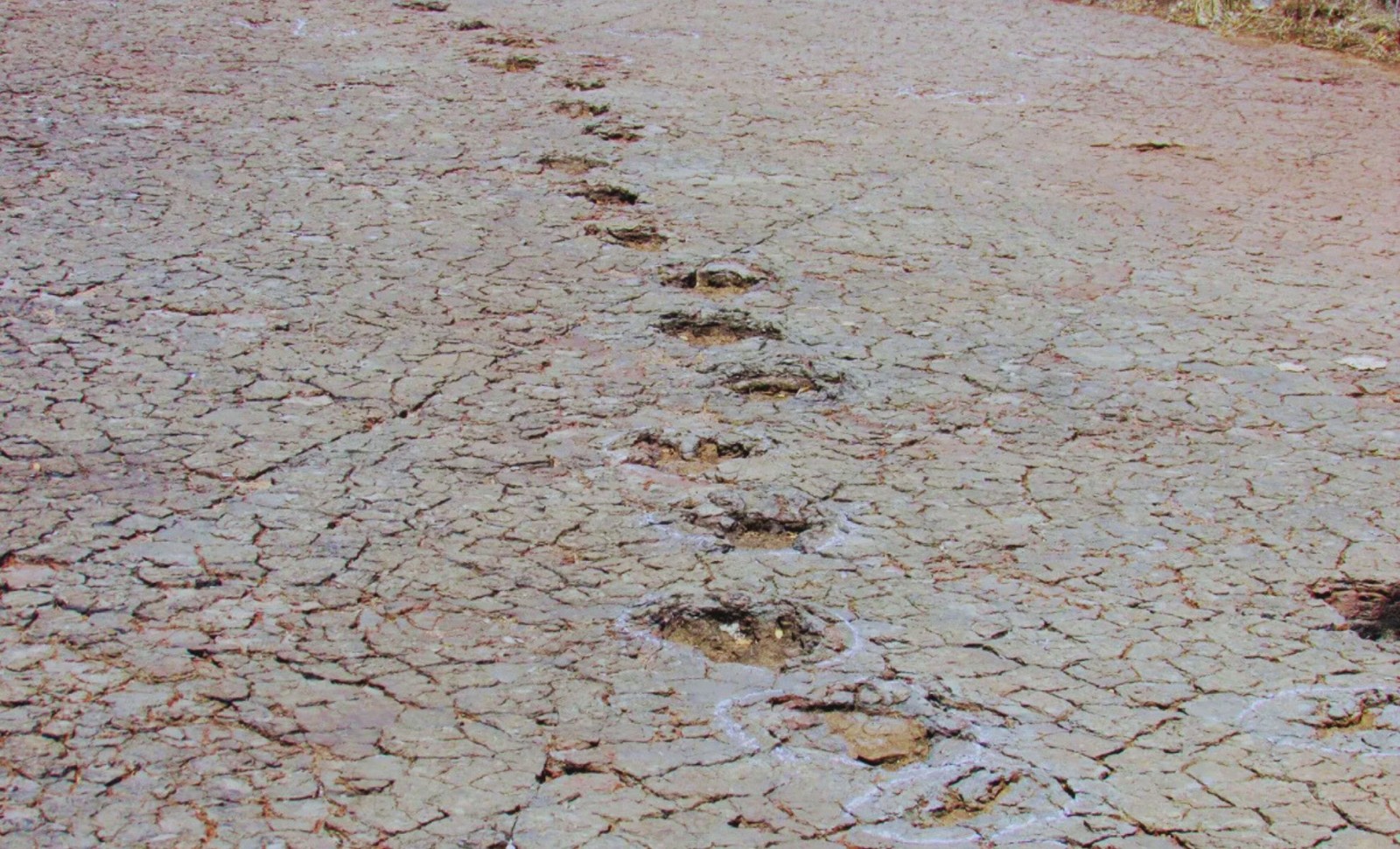 Dinosaur Footprints Found Across the Atlantic Reveal Ancient Migration Routes 