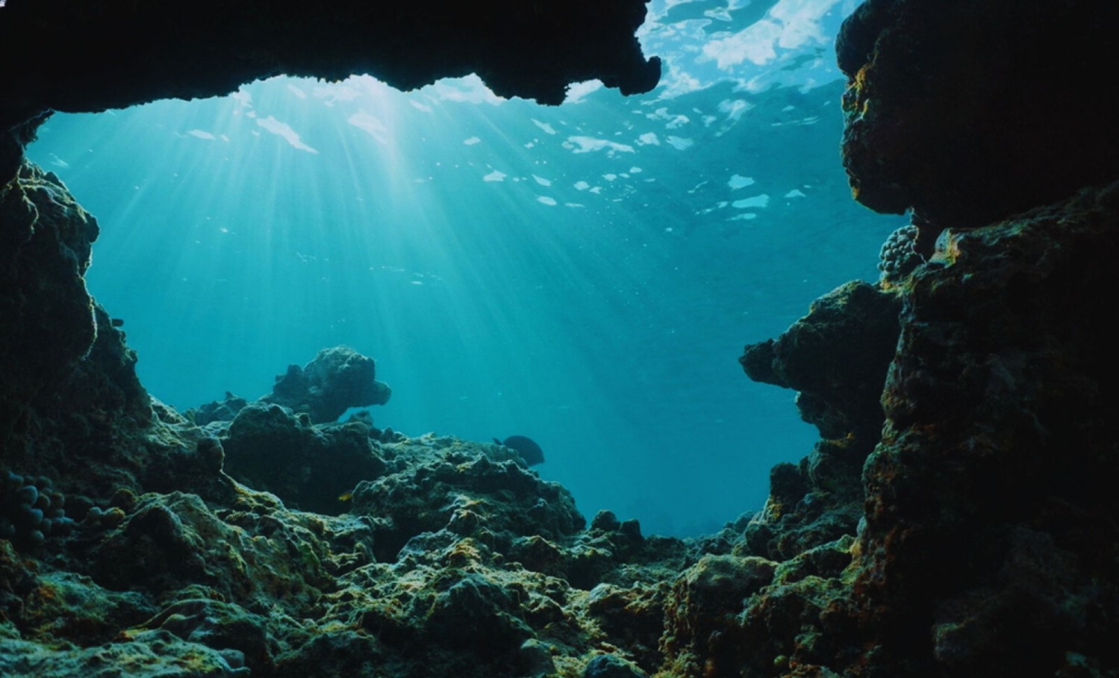 Underwater Robot Captures Strange Deep-Sea Creature That Bewilders Scientists 