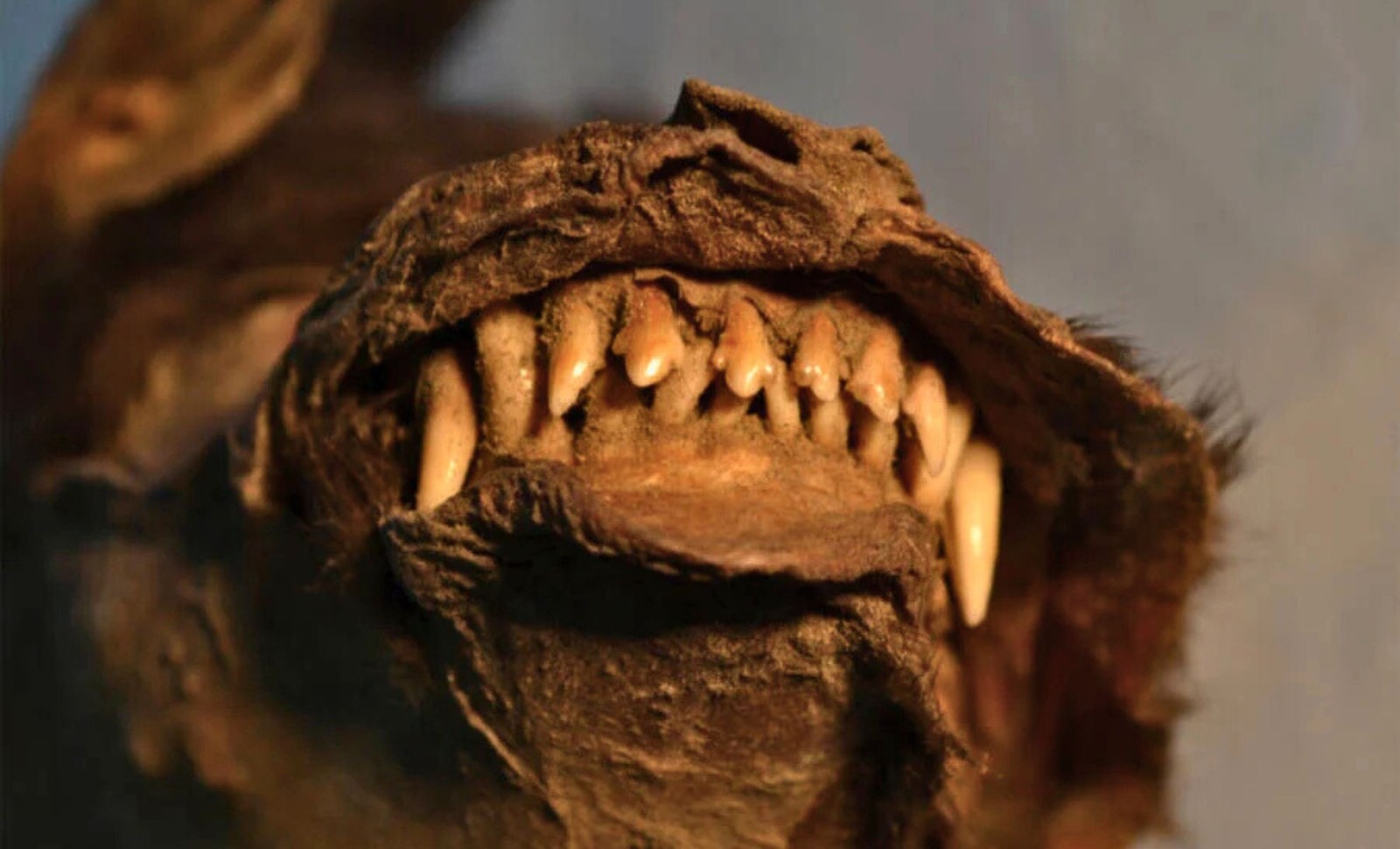Ancient Siberian Puppy Found With Woolly Rhino Remains in Its Stomach Reveals Ice Age Secrets 
