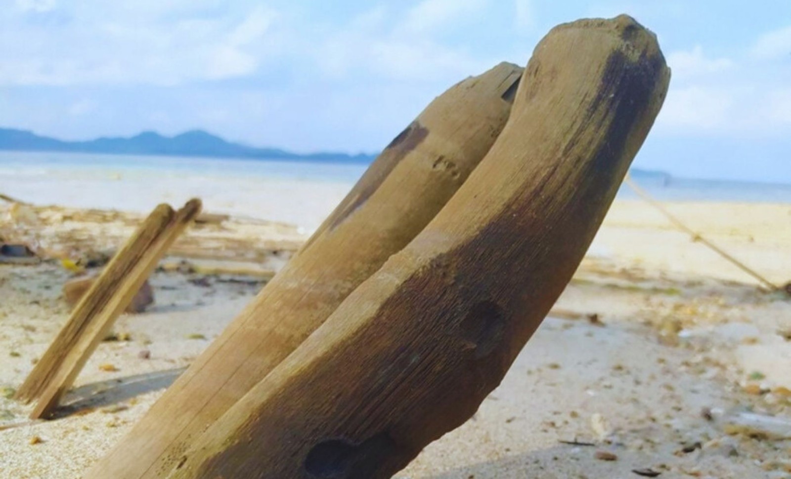 Discovery of a Nearly Perfect 37,000-Year-Old Bamboo Fossil in India Sheds Light on Ice Age Survival 