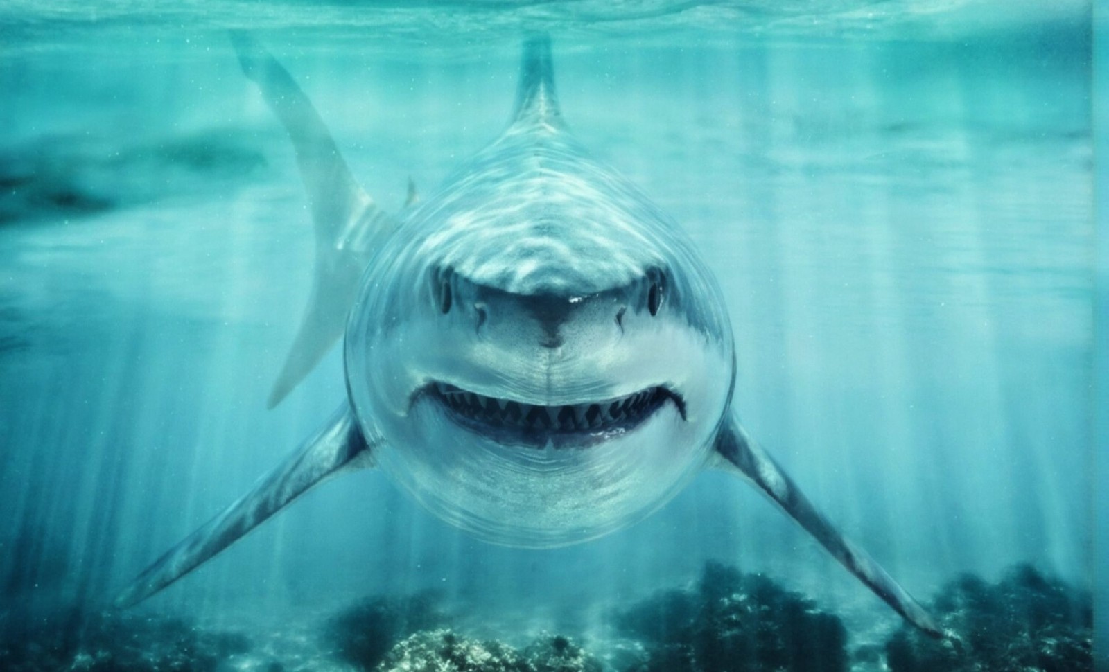 Massive Ancient Shark Fossil Reveals Early Ocean Apex Predator Dominance 
