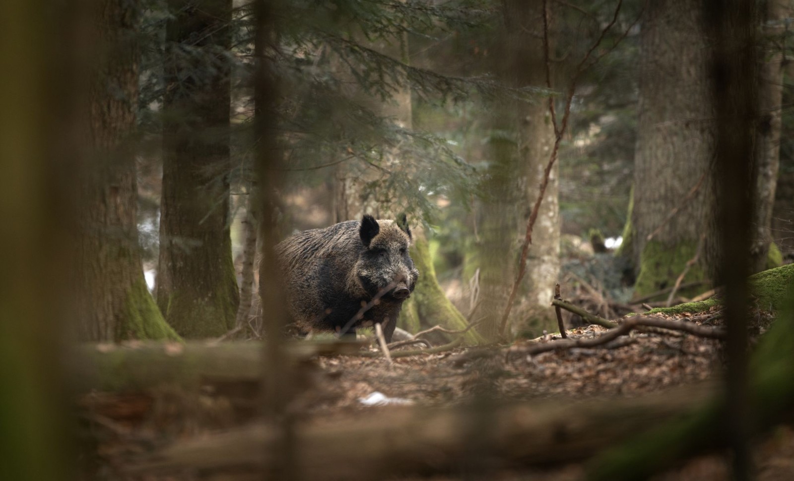 Wild Pigs in California Found With Fluorescent Blue Fat: What’s Behind It? 