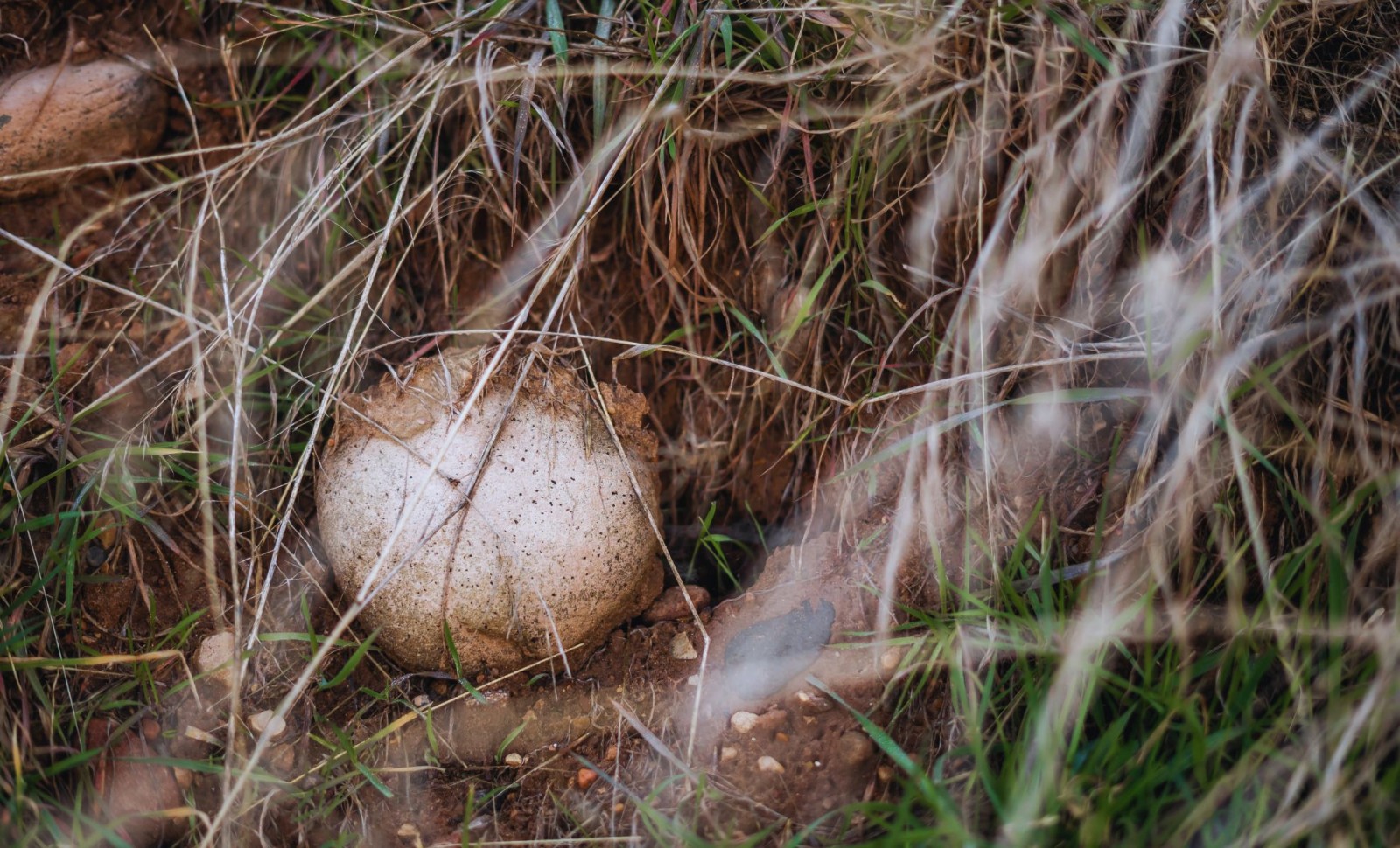 Remarkable Discovery of Dinosaur Eggs in China Reveals New Insights into Ancient Reproduction 