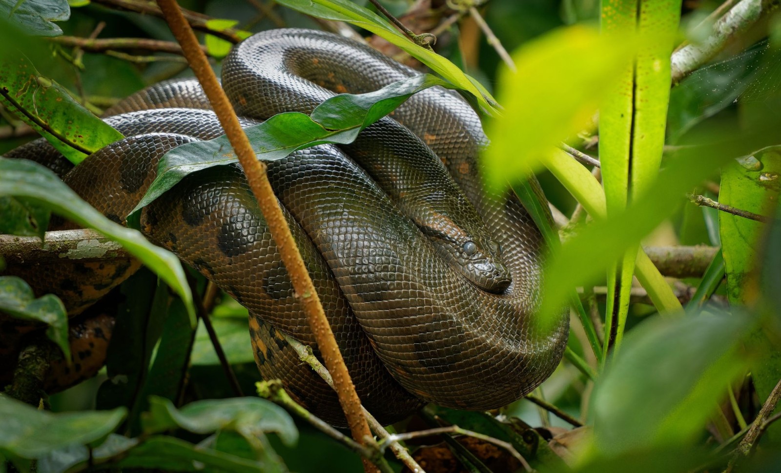 Newly Recognized Ancient Snake Sheds Light on Early Serpent Evolution 