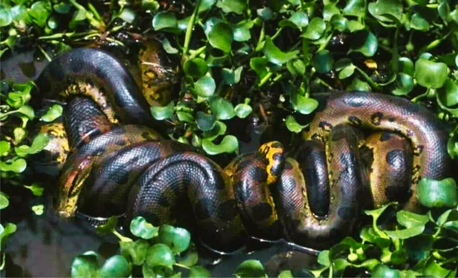 Researchers Reveal Giant New Anaconda Species in Ecuador’s Amazon During Will Smith’s Documentary Shoot 