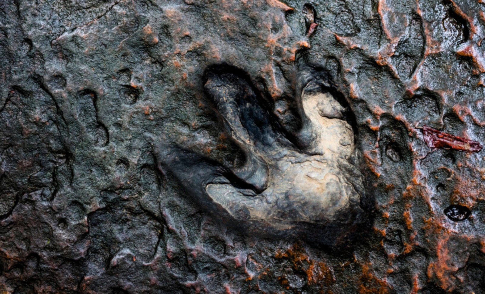 Bolivia’s Carreras Pampa Holds Largest Dinosaur Footprint Assembly Ever Found 