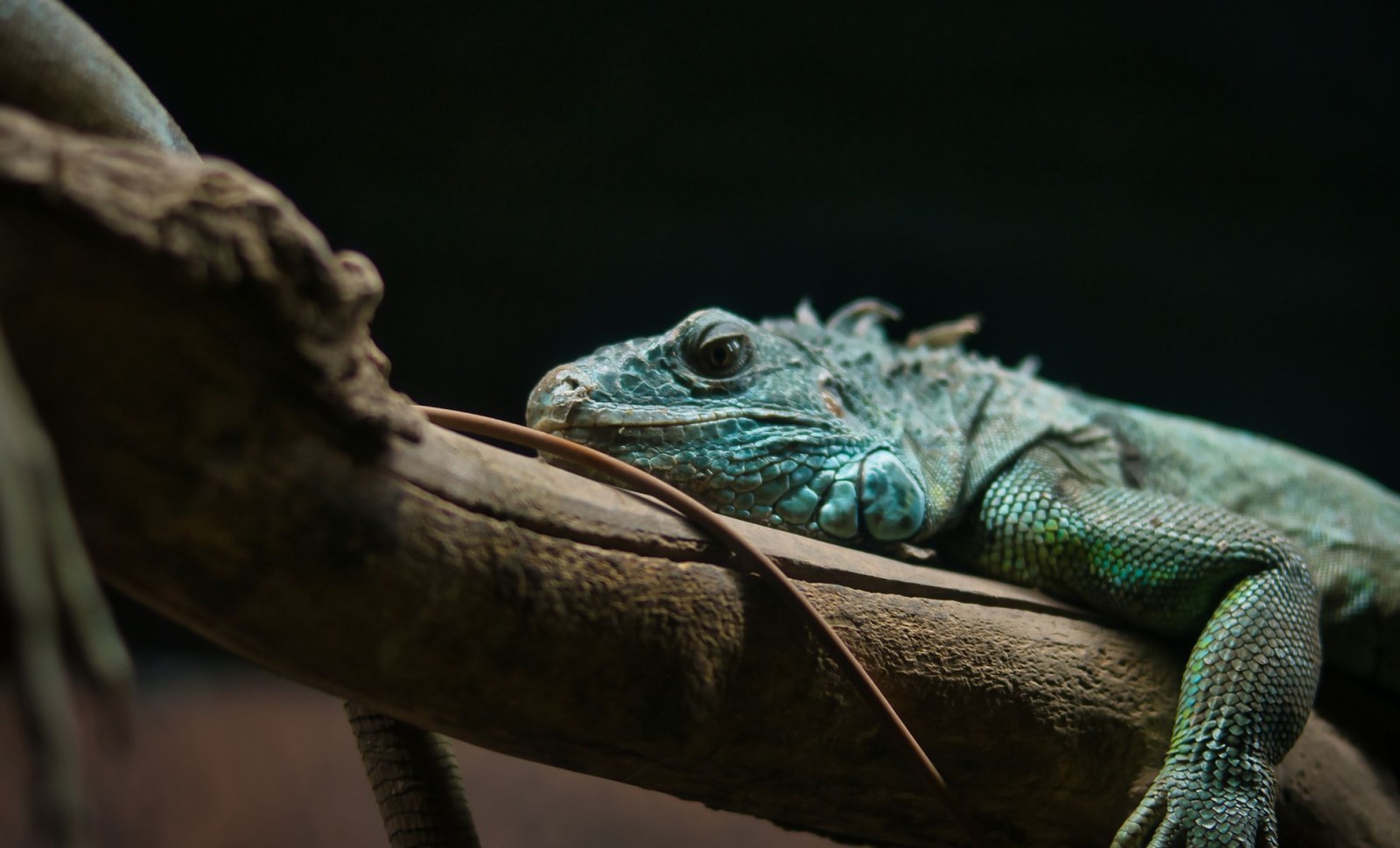 Ancient Iguana Population on Clarion Island Survived Mislabeling as Invasive Species 